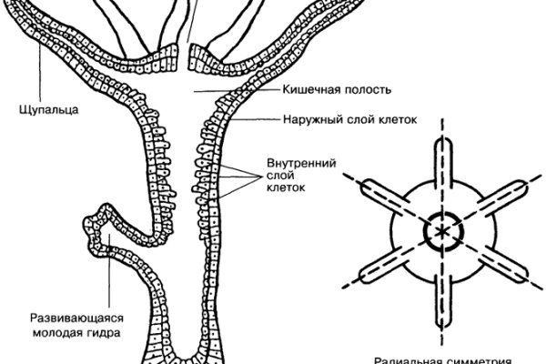 Кракен не работает сегодня